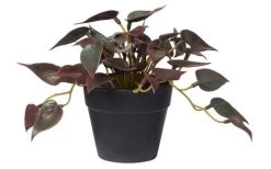 Topfpflanze 15 Cm Rot Kunststoff